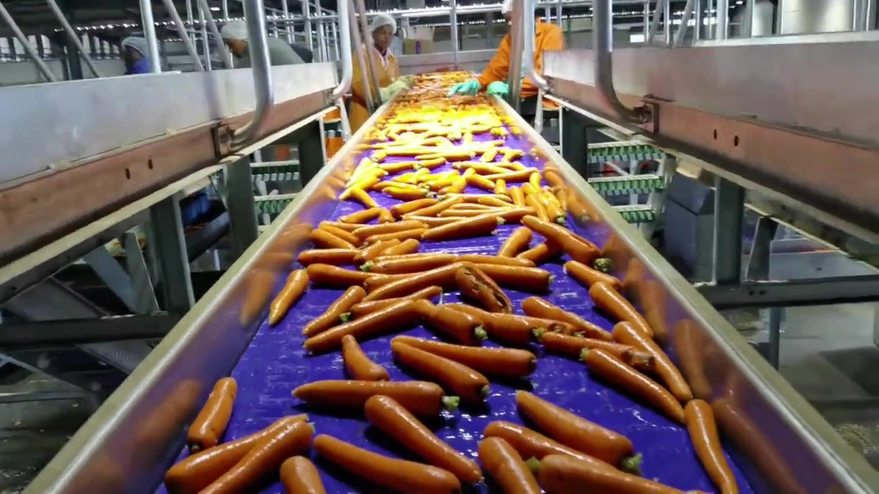Carrot Conveyor and Process Plant