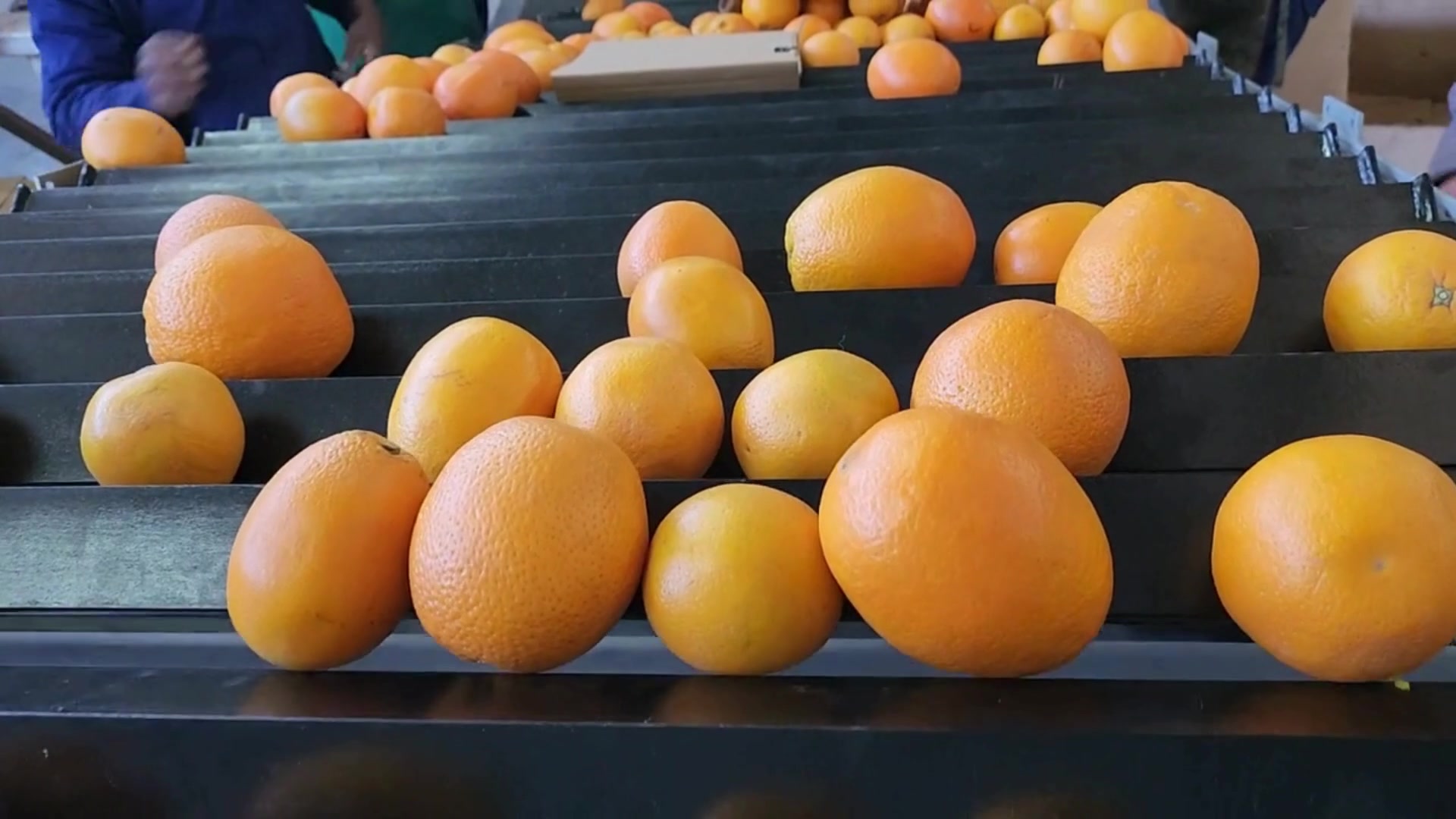 Citrus and Fresh Produce Packhouses